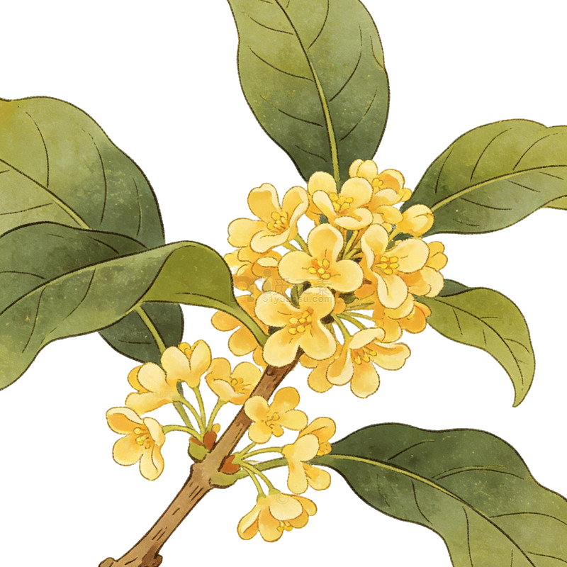 桂花